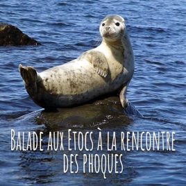 Slvie Cornouaille - Balade aux Etocs à la rencontre des phoques !
