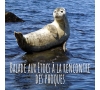 Slvie Cornouaille - Balade aux Etocs à la rencontre des phoques !