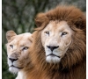 2026 - SLVie LORIENT QUIMPERLE - Sortie parc animalier Les Terres de Nataé