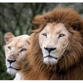 2026 - SLVie LORIENT QUIMPERLE - Sortie parc animalier Les Terres de Nataé