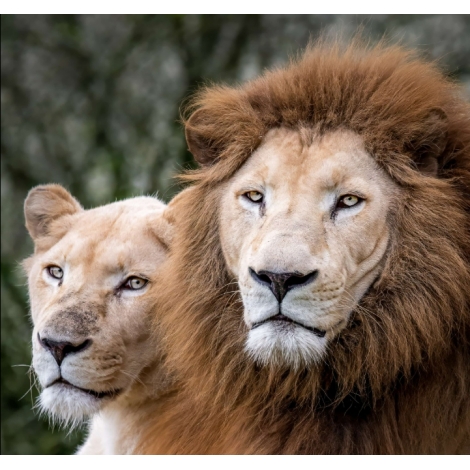 2026 - SLVie LORIENT QUIMPERLE - Sortie parc animalier Les Terres de Nataé